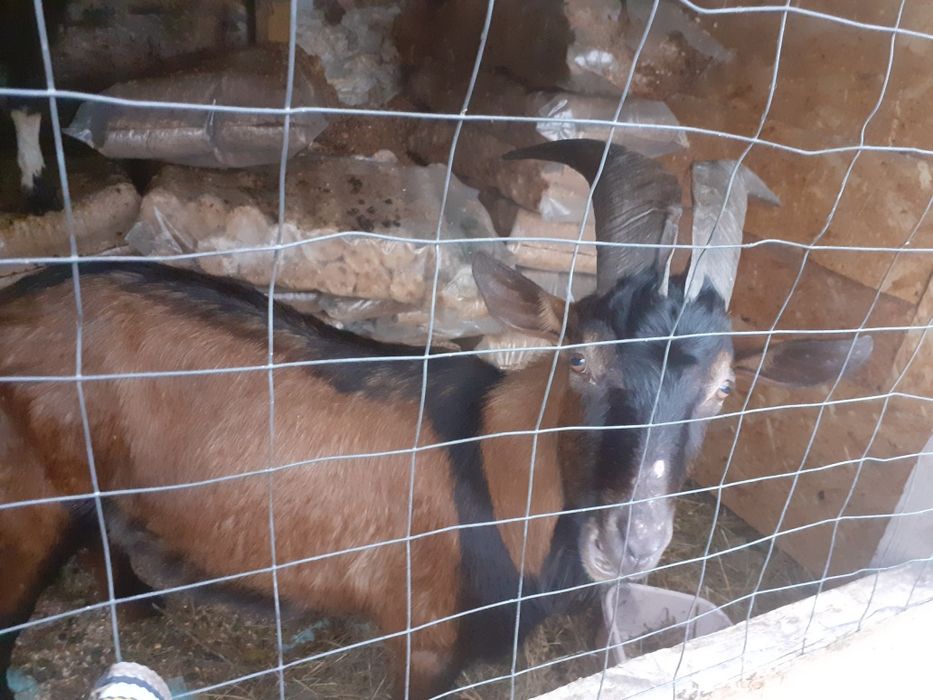 Vand țap alpin franceza sau schimb