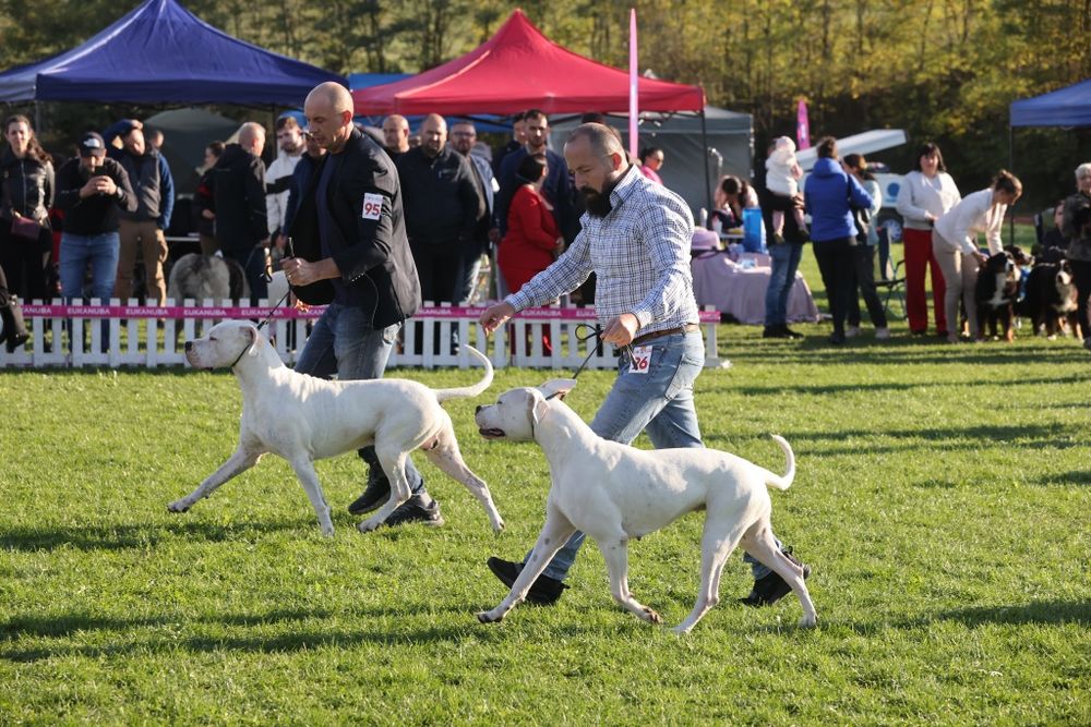 Dogo argentino/Dog argentinian