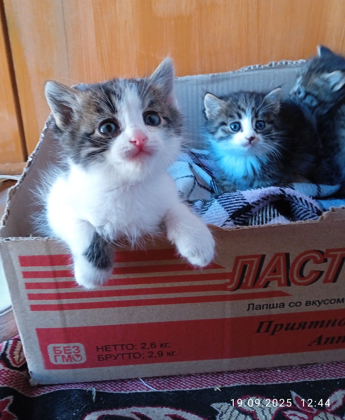Отдаём котят в добрые руки
