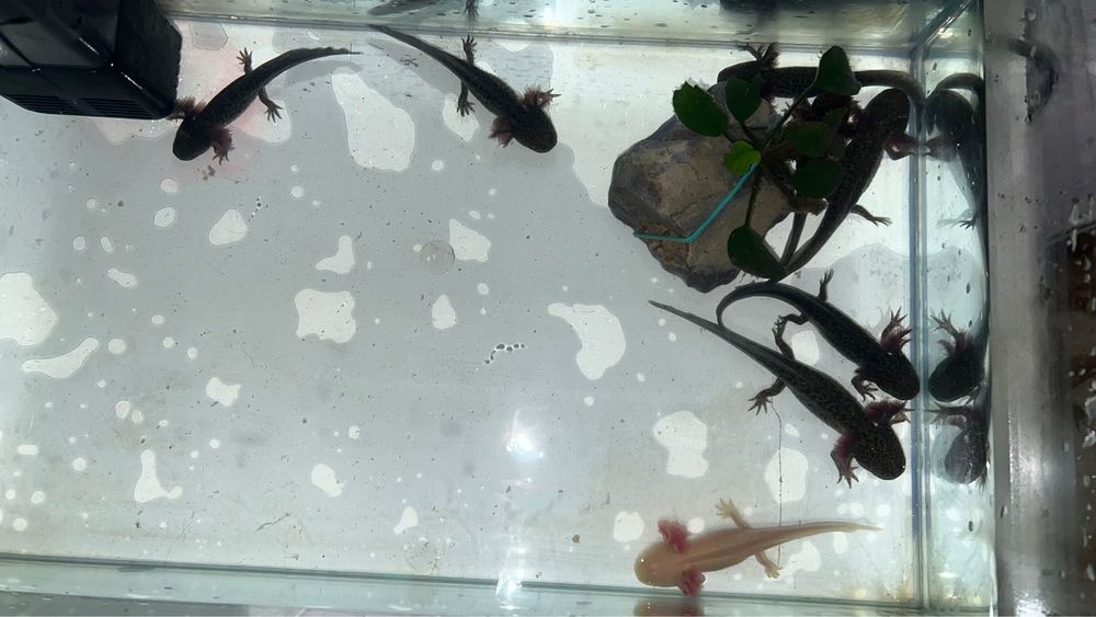 Pui de axolotl de vânzare – sănătoși, activi și bine îngrijiți