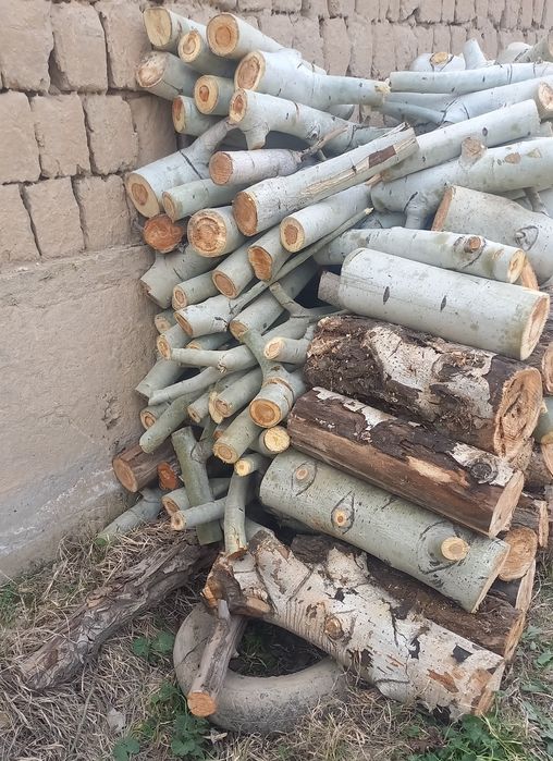 Ўтин сотилади. Кўк терак.