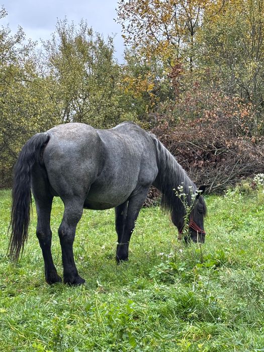 Vând iapă cu mânz