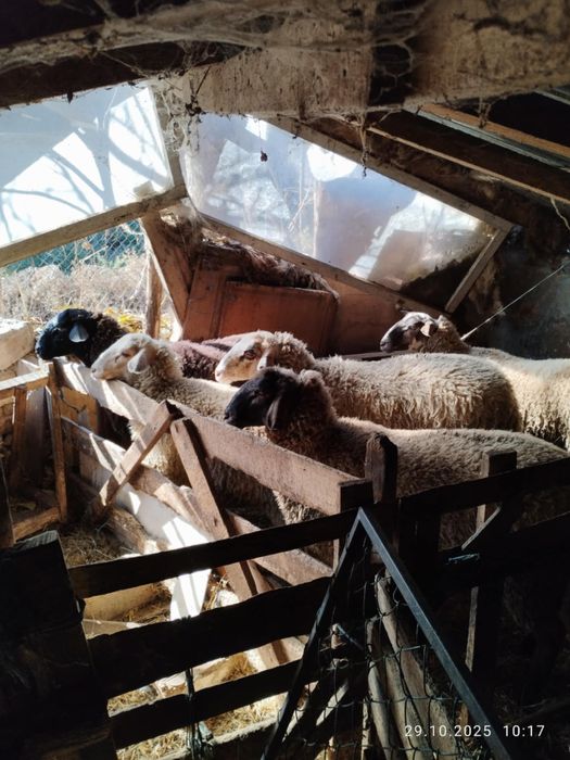 Агнета и шилета.