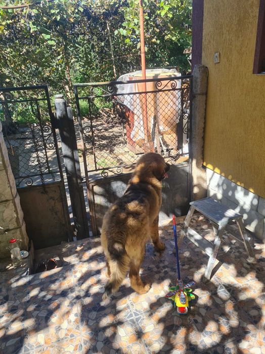 Ciobanesc caucazian