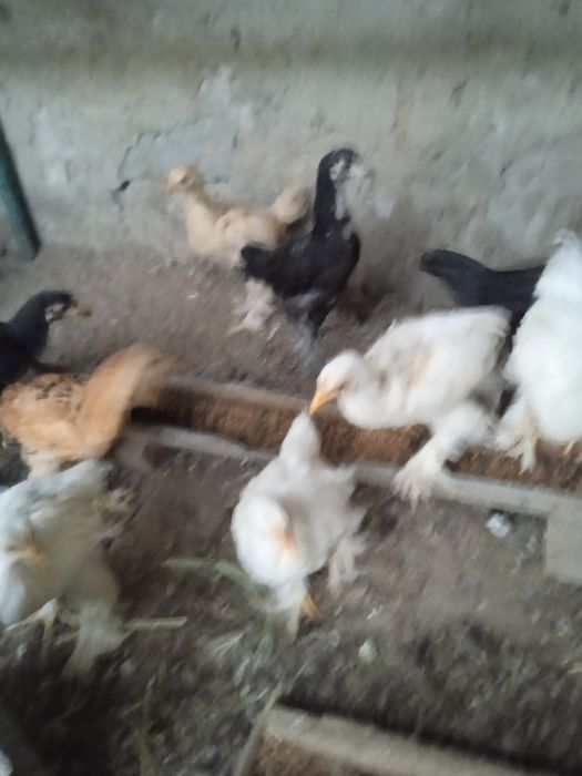Продаются циплята куры брама
