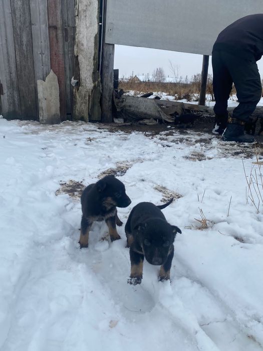 Продам щенков восточно европеской овчарки
