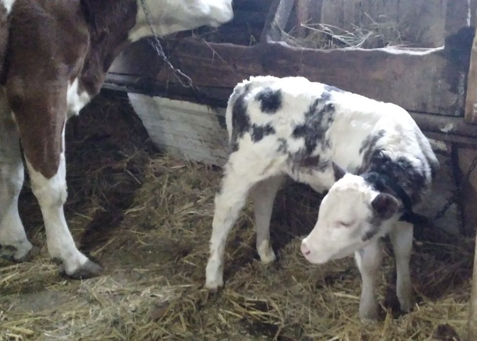 Vițea  Belgă de 2 săptămâni