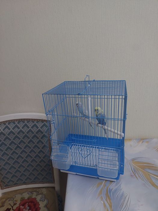 Попугайчики клетка корм минералами