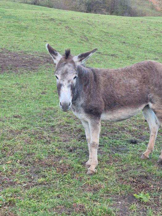 Magarita de vanzare cu pui