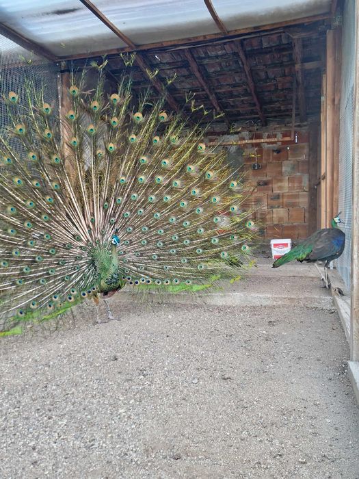 Продавам Пауни чифтове