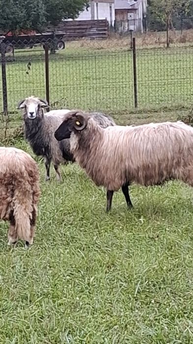 Vând 5 oi, 2 berbeci si 2 cârlani