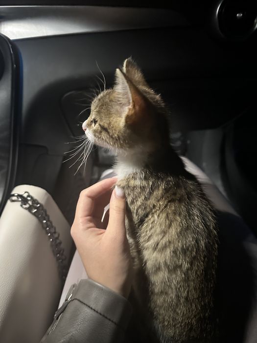 donez pisicuta mures