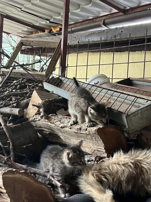 Donez pisica (2 pisicute)