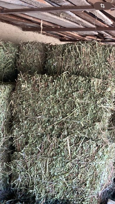 Беда, Сомон, Пичан, Ер ёнгок, Мош пресс,Янток,