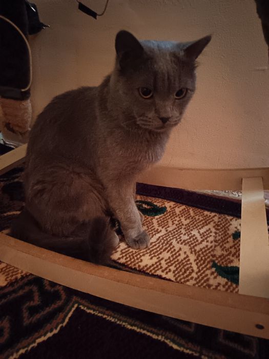 Вязка Соттиш фолд