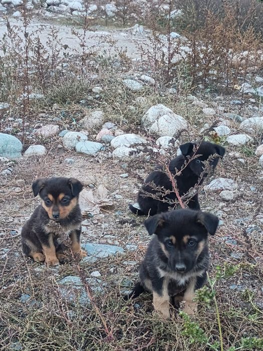 Отдам щенка в ответственные руки