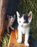 4 pisoiași își caută familie