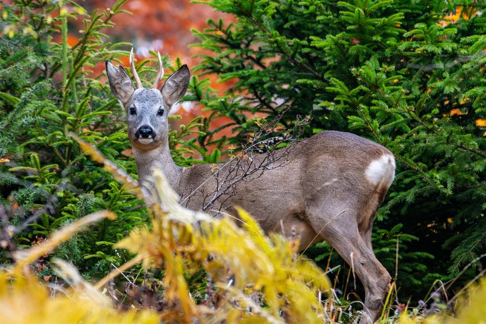 Телеобектив Sigma DG 150-500mm f5-6.3 APO HSM за Nikon