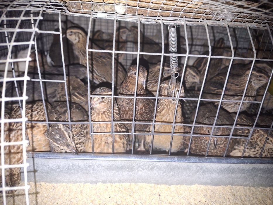 Prepelițe de vanzare