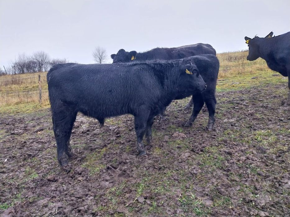 Vand 2 taurasi angus