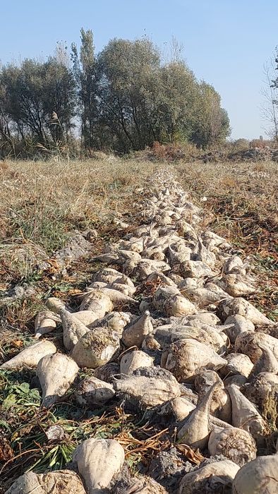 Qand lavlagi mol quy va yeyish uchun shakar lavlagi