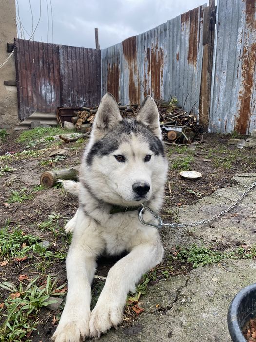 Хаски ит   Сатылады срочьно