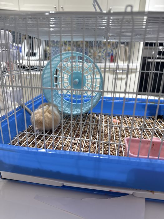 Продам хомячка с клеткой и аксессуарами