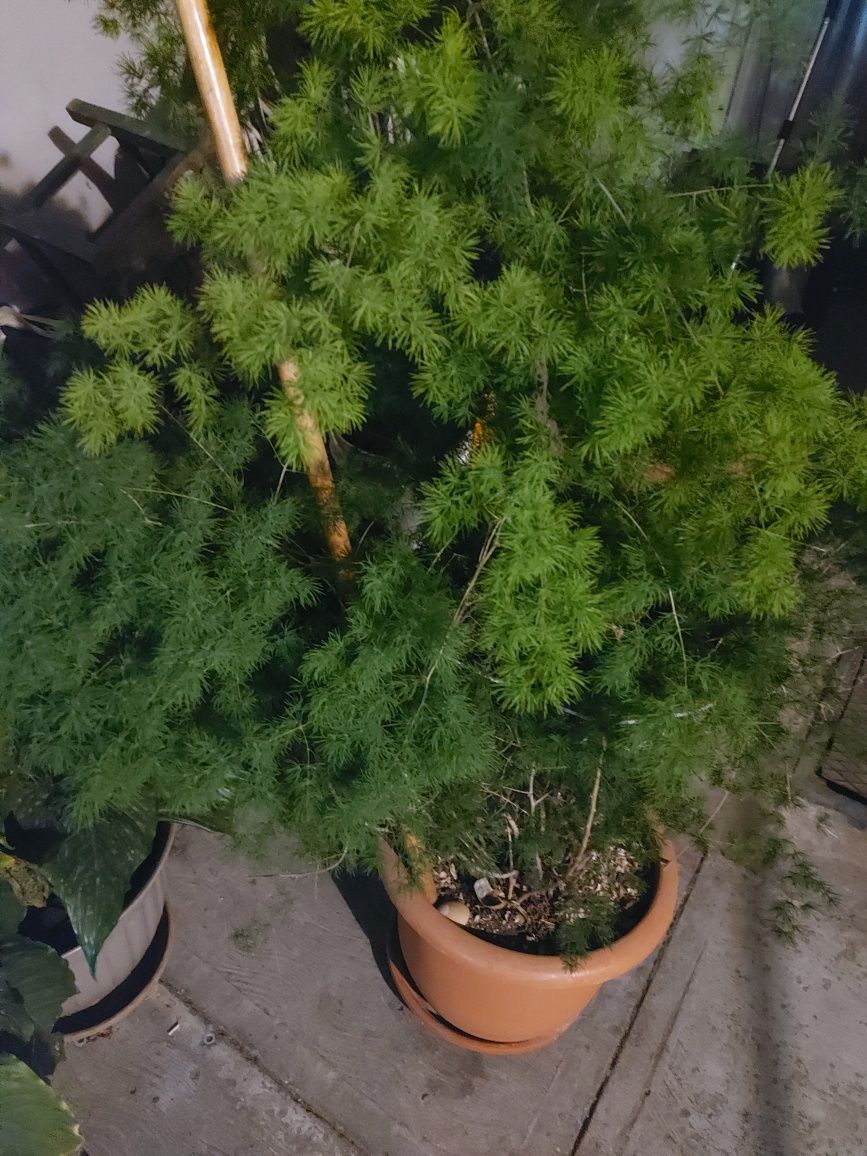 Vând Floare Asparagus