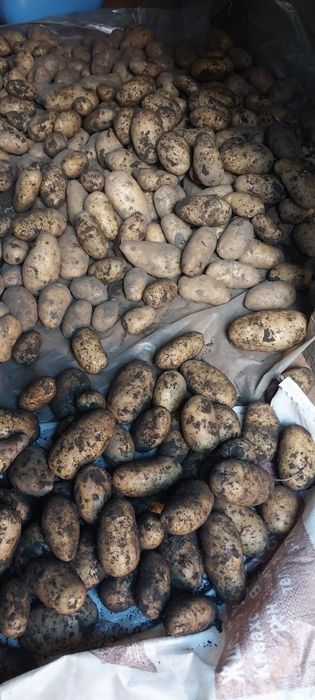 продам картофель