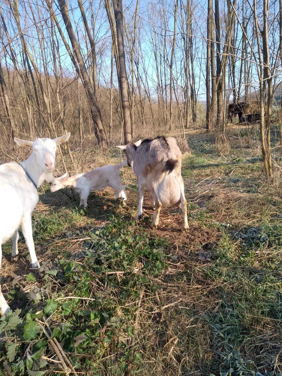 Vand iezi de rasă