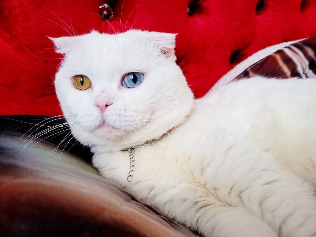 Вязка кот шотландский вислоухий