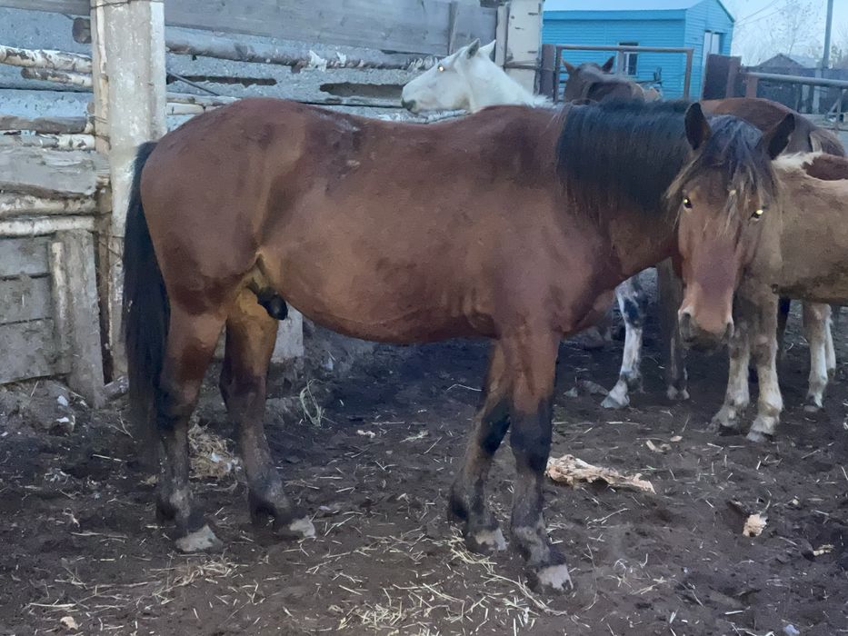 Продам жеребца.