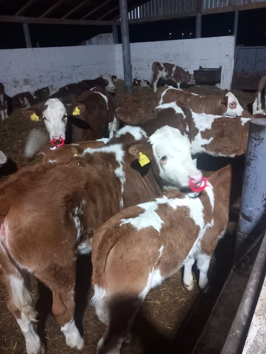 Vând vițele grase Fleckvieh