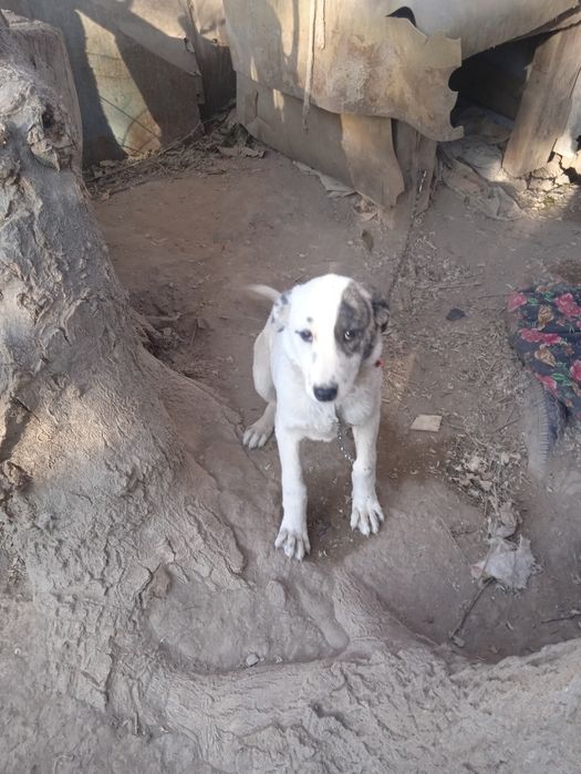 Urganchda it sotiladi