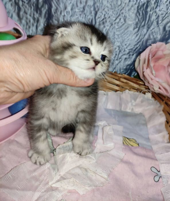 Продается шикарный котенок мальчик серебристая г