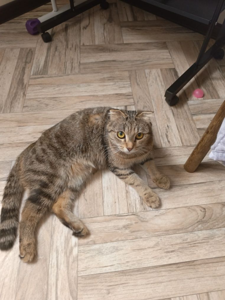 Отдам даром кошечку