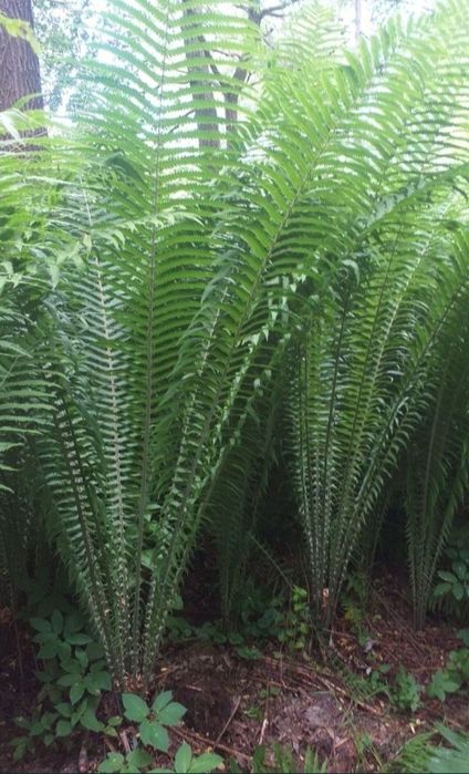 Feriga (Matteuccia Struthiopteris), prefera umbra, rezistenta la ger