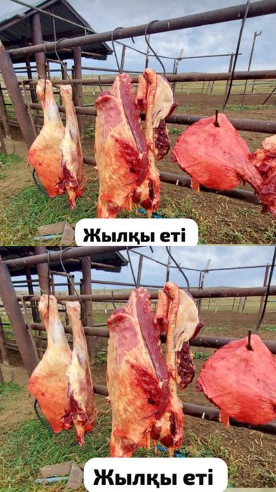 мясо конины жылқы еті
