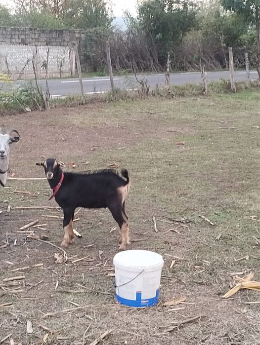 Iezi de vanzare la 2 luni, 23 de kg iedul