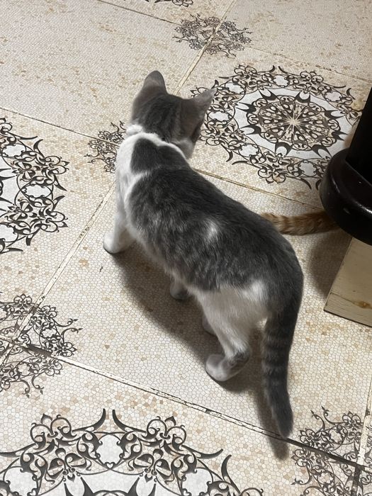 Отдам котенка (девочка 3 месяца)