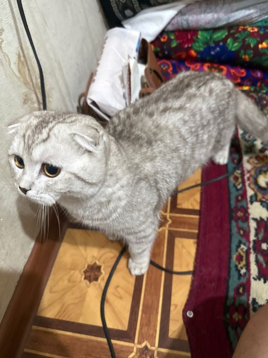 Продаётся кот скотишфолд 6 месяц очен любить играт приучена к лотку сп