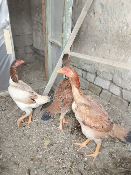 Tozza Dakan makiyonlar sotuvda