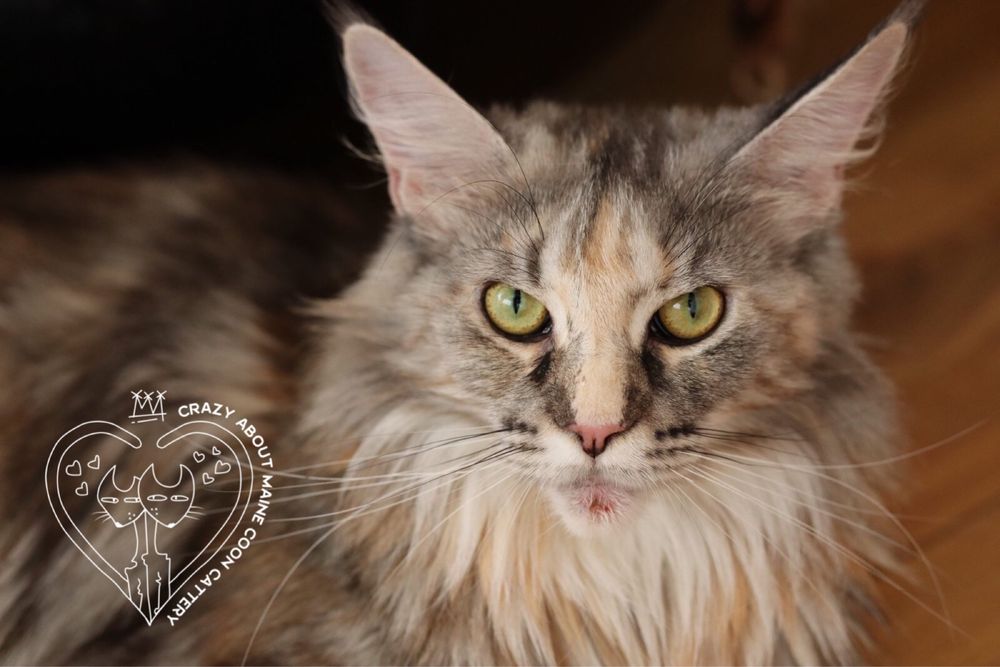 Мейн Куун (Maine Coon)