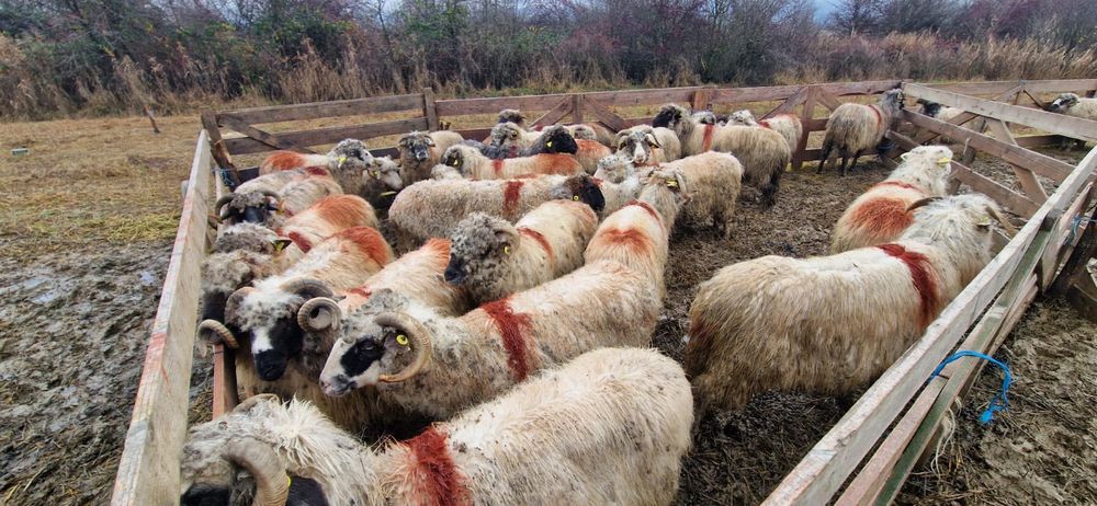 Vând 28 de oi și 2 berbeci