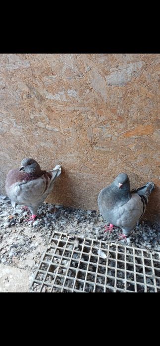 Porumbei King de vanzare