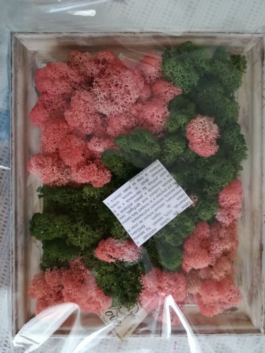 Perete/tablou natural licheni