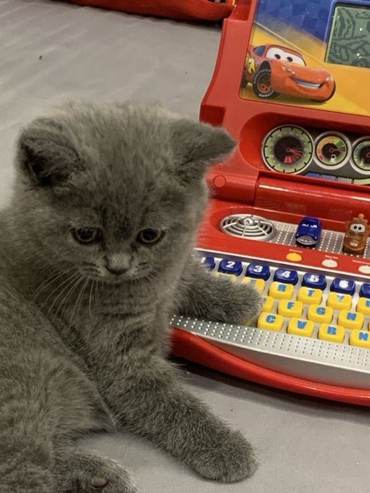 Британска късокосместа