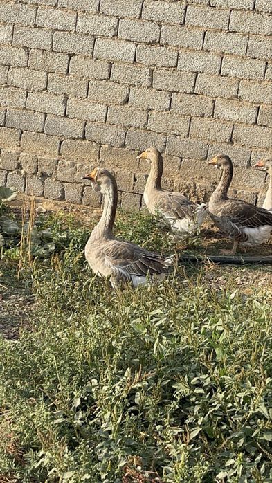 Гоз гуси gʻoz крупный серий ва холмогорский гозлари сотилпди