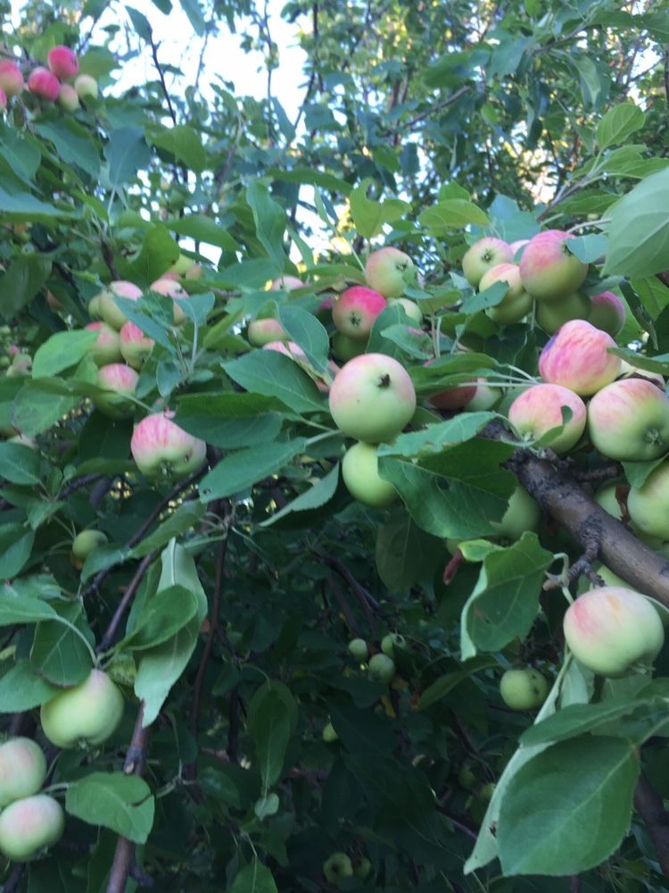 Продам дачу р-н Селекционная, Деркул. Торг.