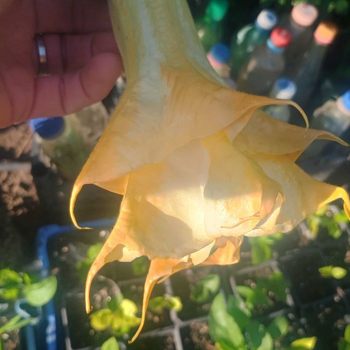 Brugmansia Angels Endless